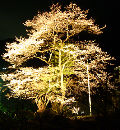 彼岸桜のライトアップ2009年