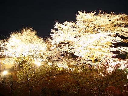 ソメイヨシノと桃の花のライトアップ2009年