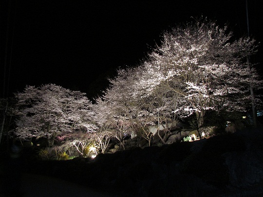 2012年桜のライトアップ