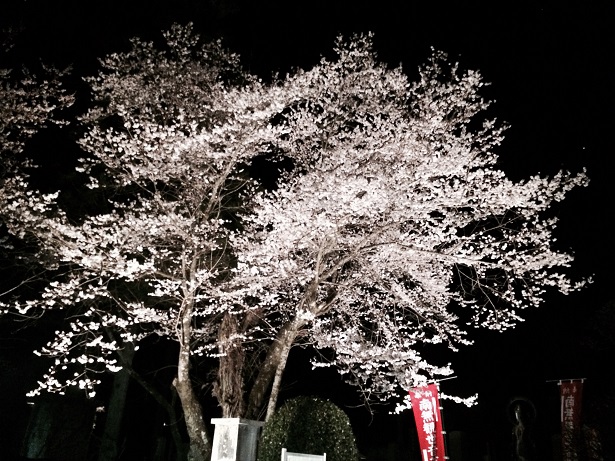 2014年彼岸桜