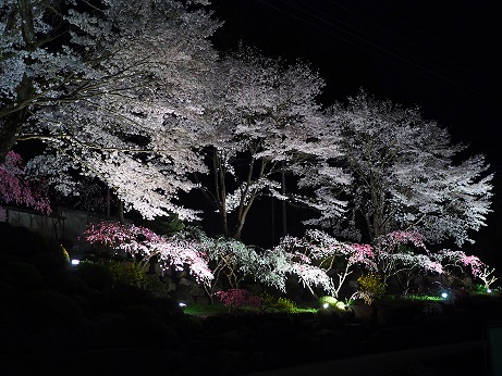 2015年桜と桃　ライトアップ