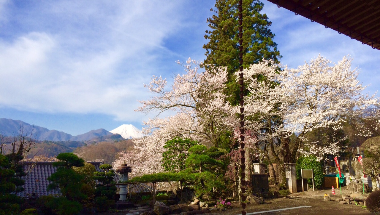 2016年桜と富士山