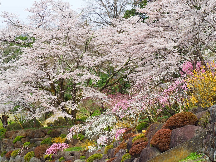 2016年桜